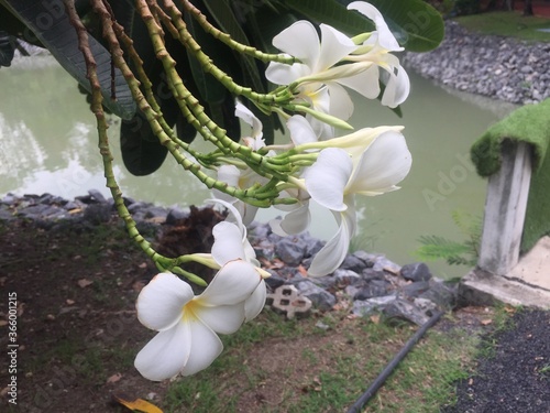 The frangipani flowers are blurred on the side, the pond and the background slightly. photo