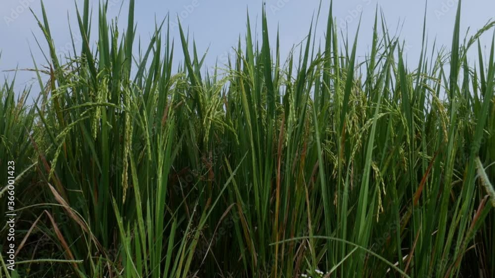 New green paddy seeds - low angle camera New green paddy seeds - low angle camera