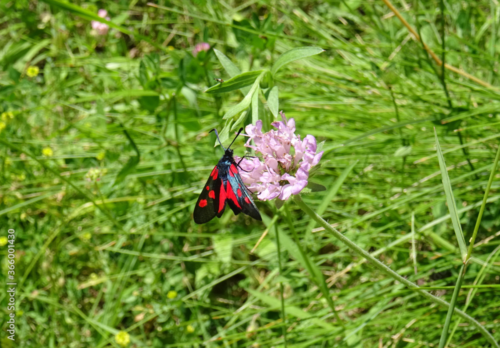 Fototapeta premium Zygaena viciae butterfly. Pyrenees mountains in Aragon. Spain. 