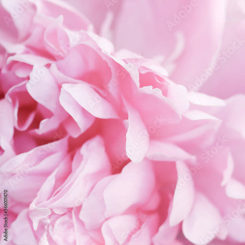 Soft focus, abstract floral background, pink peony flower petals. Macro flowers backdrop for holiday brand design © OLAYOLA