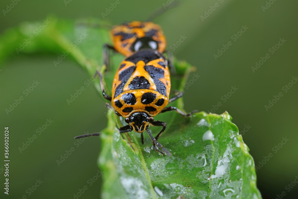 stink bugs are mating stink bugs are mating