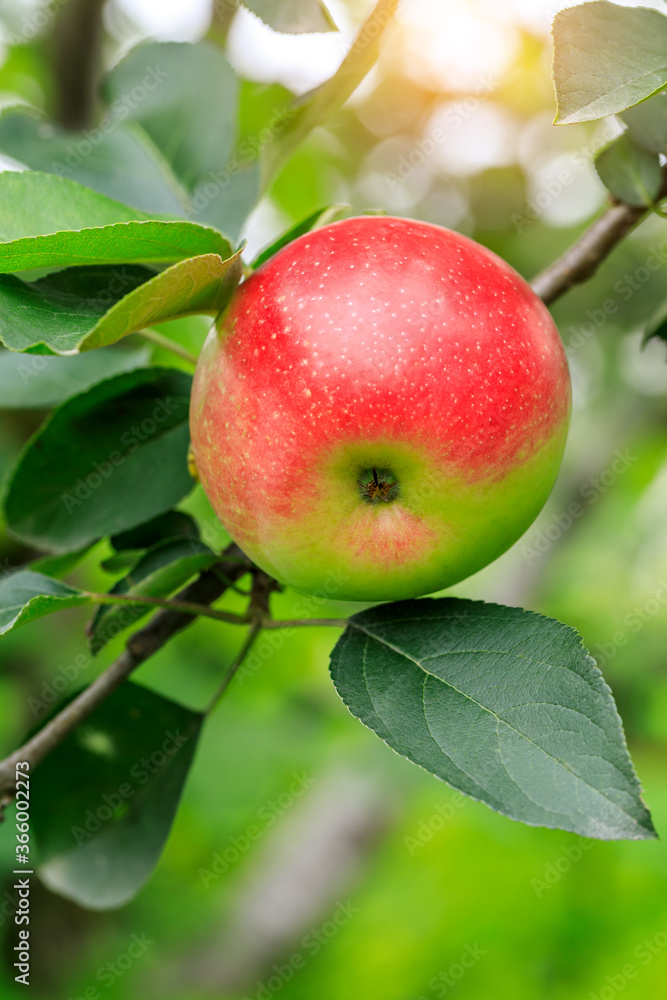 Red apples on the tree.fresh fruits in apple plantation. Red apples on the tree.fresh fruits in apple plantation.