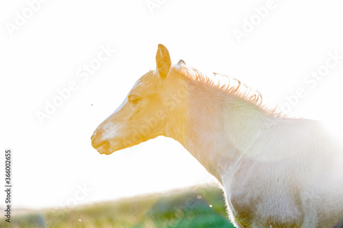 Cute little adorable horse foal in sunset on meadow. Fluffy beautiful healthy little horse filly.