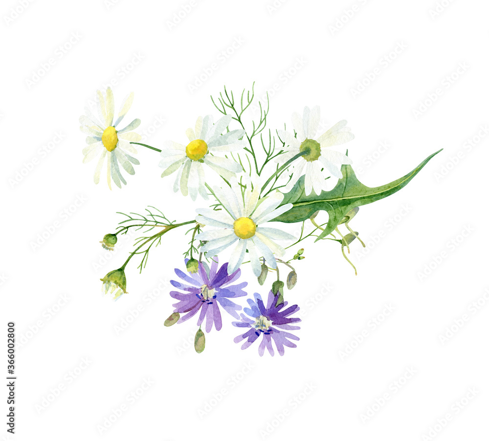 Fototapeta premium Watercolor composition of wild blue flowers and chamomile