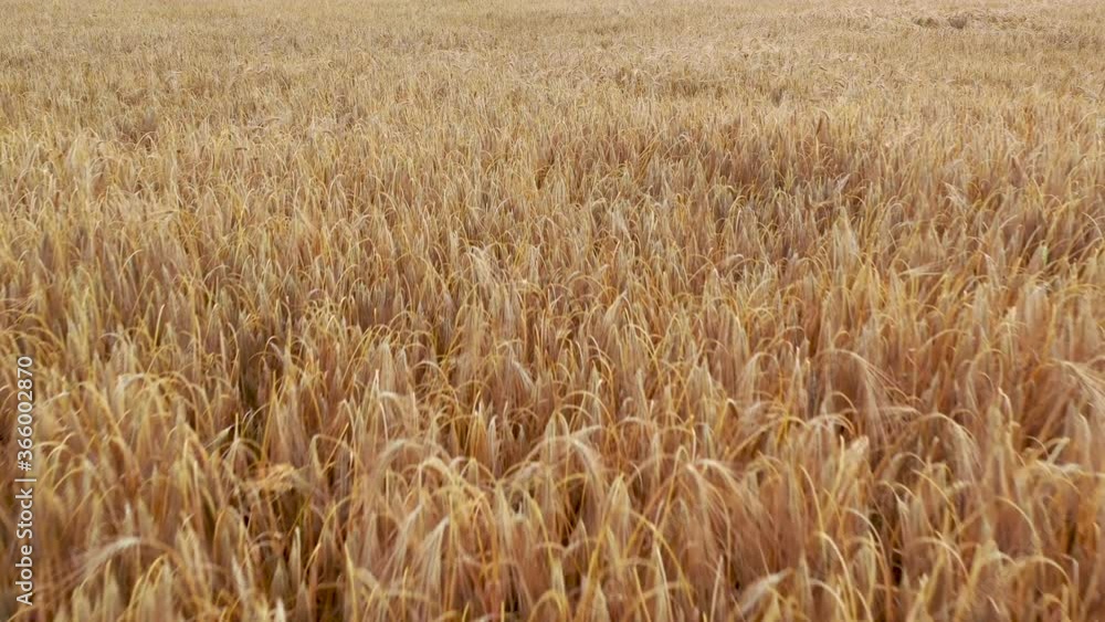 Ripe wheat field. Drone flying over wheat field in the countryside. Harvesting concept. Ripe wheat field. Drone flying over wheat field in the countryside. Harvesting concept.