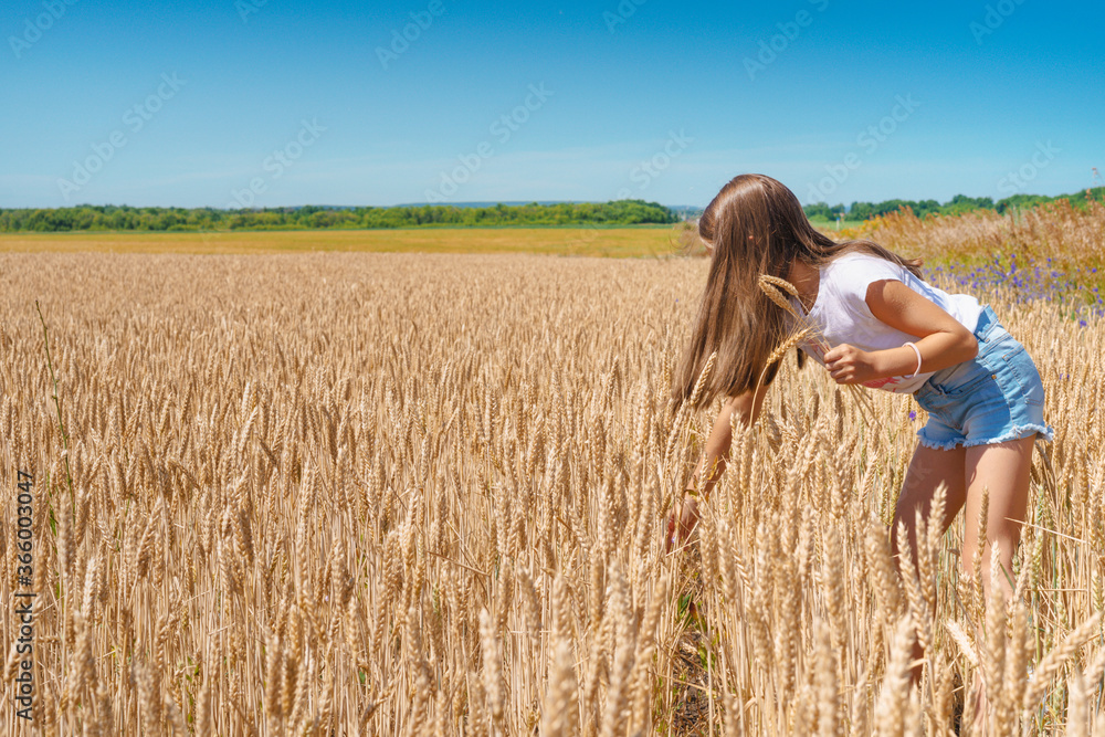 A charming little girl a child in denim shorts walks through a wheat field and collects spikelets A charming little girl a child in denim shorts walks through a wheat field and collects spikelets