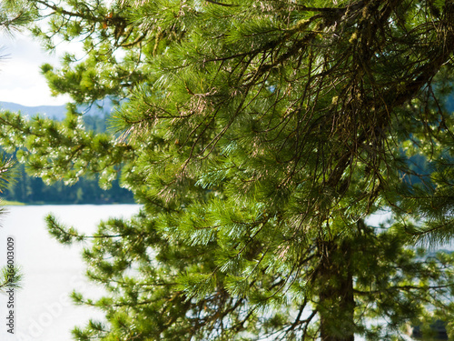 Coniferous branches of the Siberian cedar. Sunny summer day in the forest. South Siberia