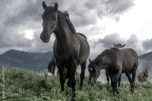 Horse on a mountain meadow © Julia