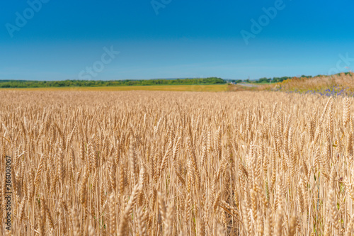 A field of rye or wheat on a Sunny summer day