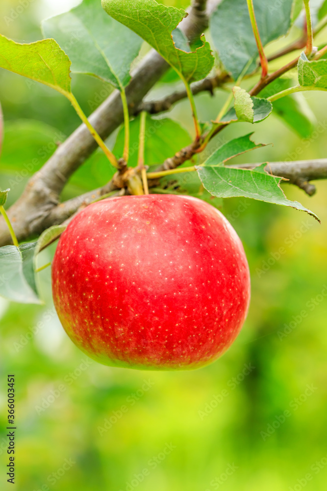Red apples on the tree.fresh fruits in apple plantation. Red apples on the tree.fresh fruits in apple plantation.