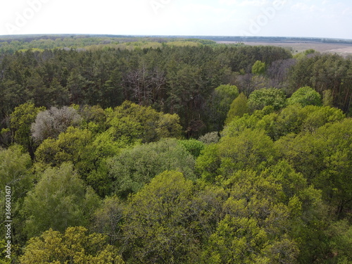 European forest, aerial view. Forest landscape in spring.