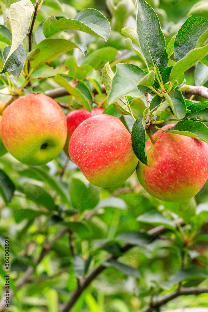 Obraz premium Red apples on the tree.fresh fruits in apple plantation.