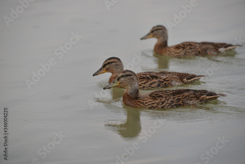 gray ducks swim on the lake during the day, people feed them bread