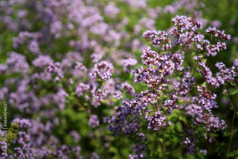 Purple oregano flowers close up