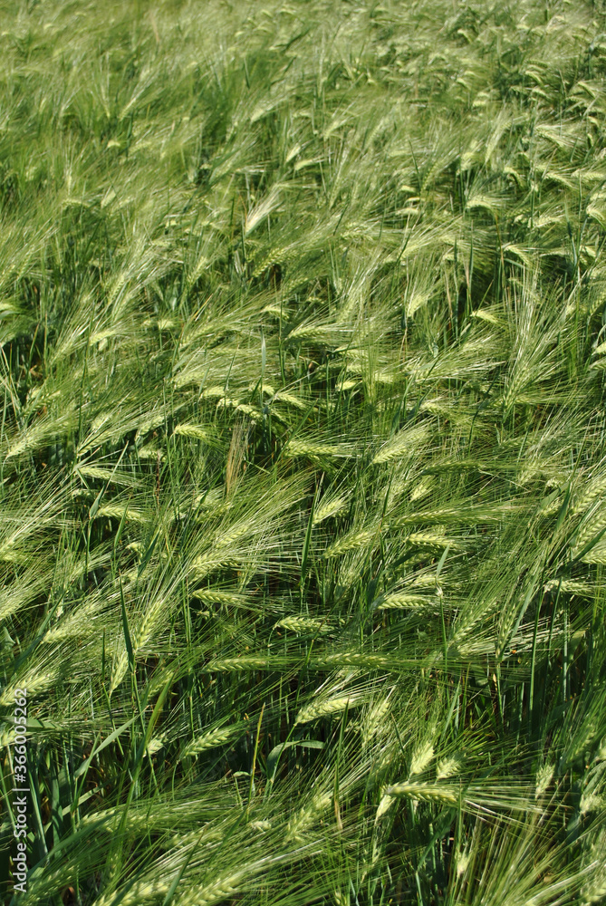 Green fluffy rye field, macro close up detail with soft light, natural organic background Green fluffy rye field, macro close up detail with soft light, natural organic background