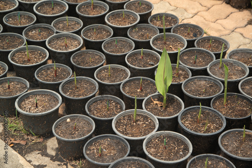 Outdoor Siam Tulip seedlings in pots cultivated in the park.