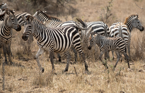 A heard of Zebra (Equus quagga) in the later afternoon with a young foal. Tanzania.