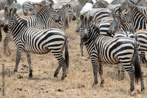 A heard of Zebra (Equus quagga) in the later afternoon. Tanzania. 