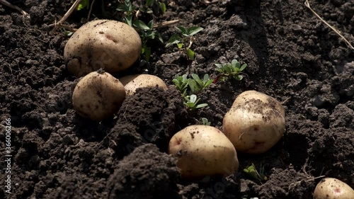 Closeup of harvested potatoes in the field. 