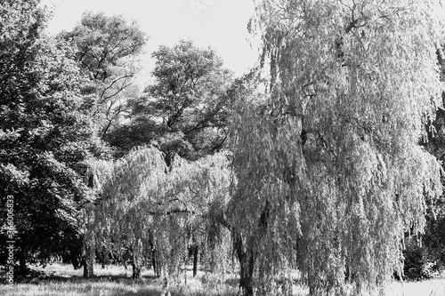 A meadow in the city center. Artistic look in black and white. photo