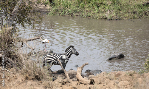 A heard of Zebra  Equus quagga  in the later afternoon in a river  Tanzania.