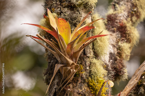 Bromelien in Costa Rica photo