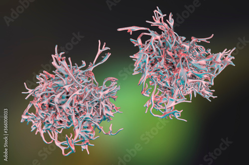 Human parasitic amoeba with pseudopodia photo