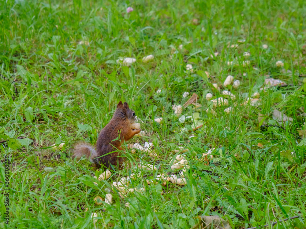 Red squirrel in green grass eats corn sticks. A wild animal in a city park is looking for food on a summer day. Copy space. Red squirrel in green grass eats corn sticks. A wild animal in a city park is looking for food on a summer day. Copy space.