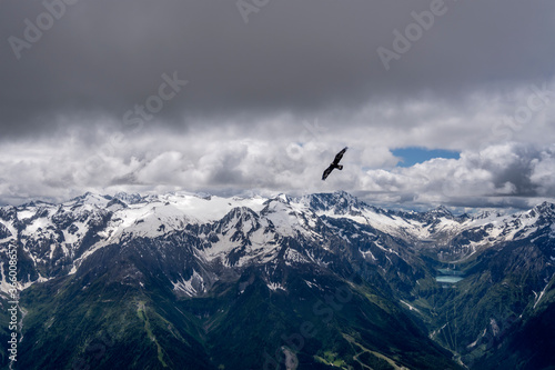 eagle in flight at cloudbase over Avio range in late spring, Alps, Italy