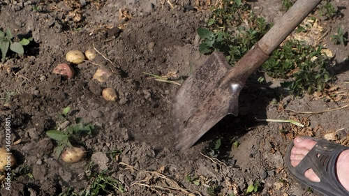 Wallpaper Mural A man is digging potatoes with a shovel in the garden. Torontodigital.ca