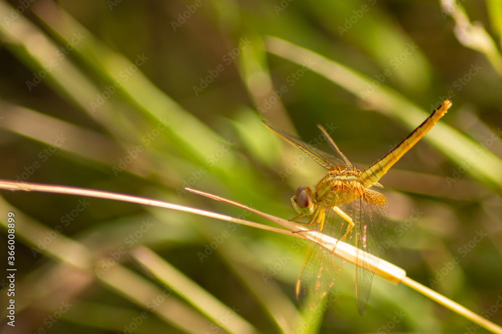 dragonfly on a blade of grass dragonfly on a blade of grass