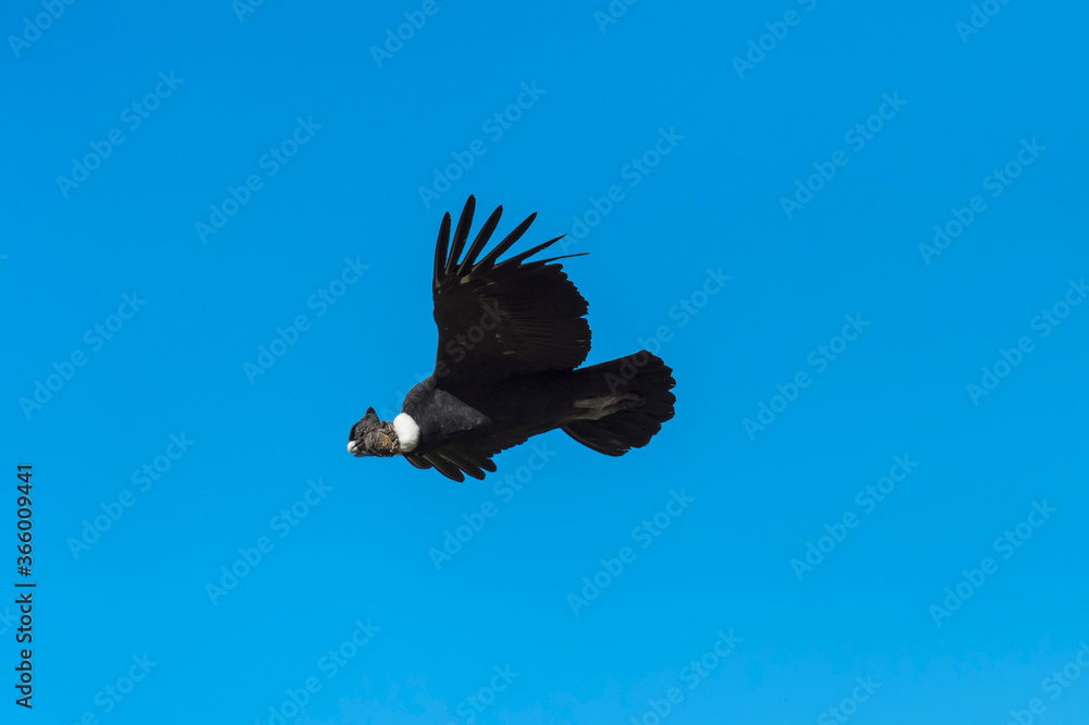 Obraz premium Andean Condor (Vultur gryphus) in flight, Torres del Payne National Park, Chilean Patagonia, Chile
