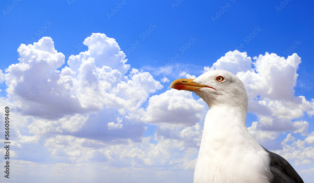 Single wild european herring gull Single wild european herring gull