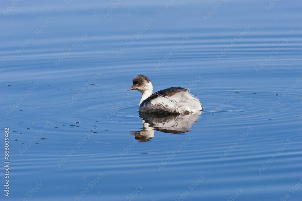 Fototapeta premium Silvery Grebe (Podiceps occipitalis), Lauca National Park, Arica and Parinacote Region, Chile.Inkataucher (Podiceps occipitalis), Lauca Nationalpark, Arica und Parinacote Provinz, Chile .