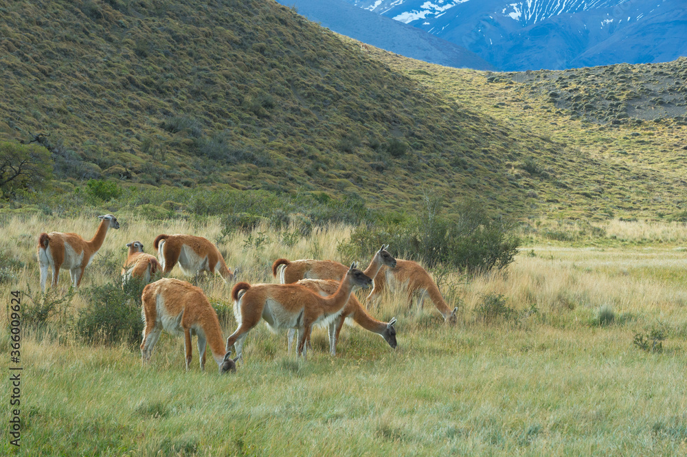 Group of Guanacos (Lama guanicoe) in the steppe, Torres del Paine National Park, Chilean Patagonia, Chile Group of Guanacos (Lama guanicoe) in the steppe, Torres del Paine National Park, Chilean Patagonia, Chile