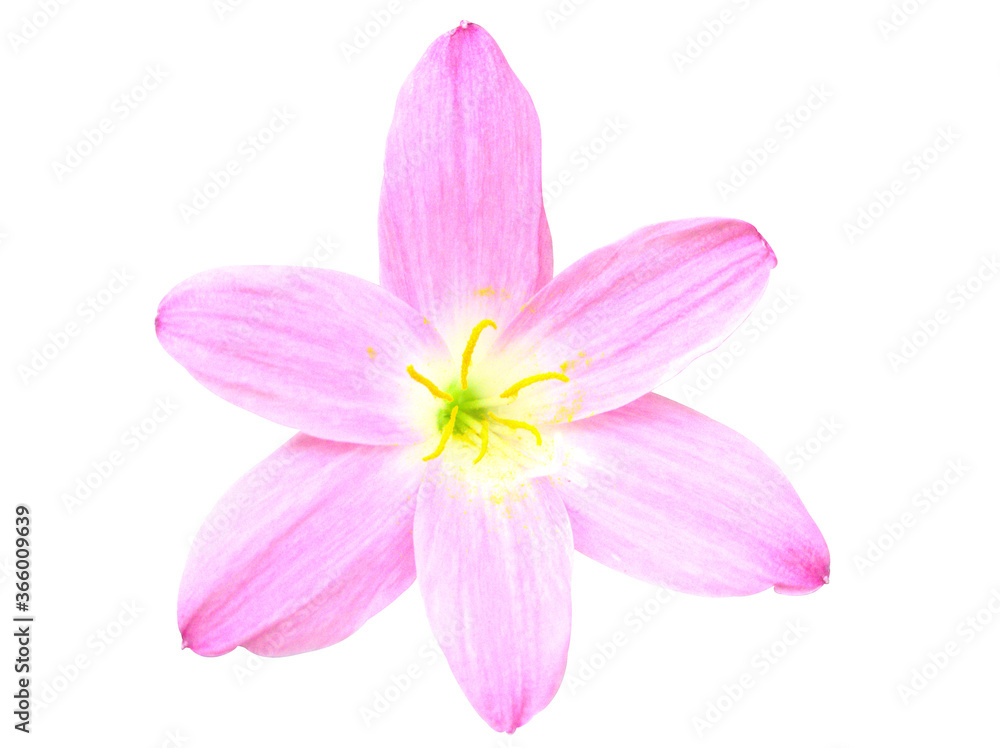Isolated Fairy Lily Or Rain Lily Or Sephyr Flower Blooming Pink Delicate Petal And Yellow Pollen , Science Name Zephylanthes Grandiflora