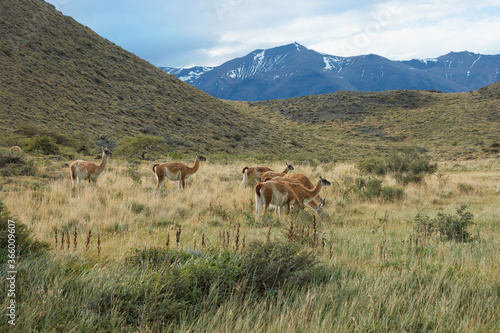 Group of Guanacos  Lama guanicoe  in the steppe  Torres del Paine National Park  Chilean Patagonia  Chile