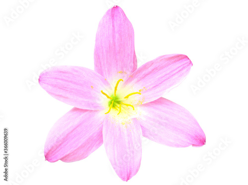 Isolated Fairy Lily Or Rain Lily Or Sephyr Flower Blooming Pink Delicate Petal And Yellow Pollen , Science Name Zephylanthes Grandiflora