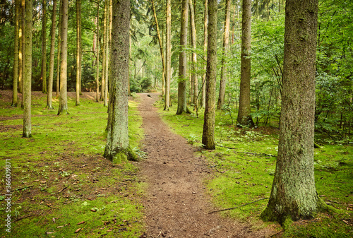 View of a forest path in early the morning.
