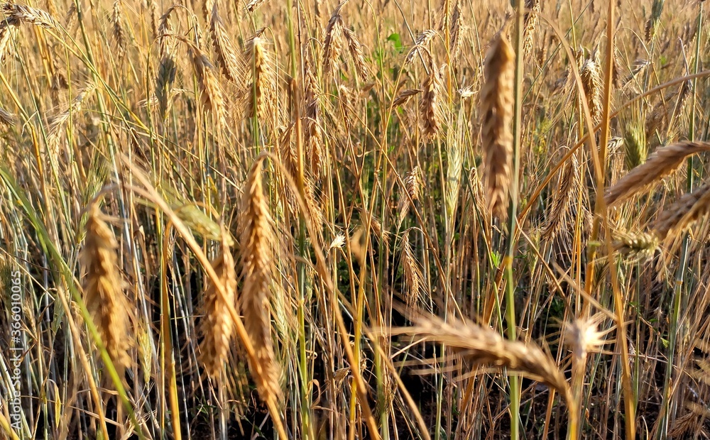Fototapeta premium golden wheat field