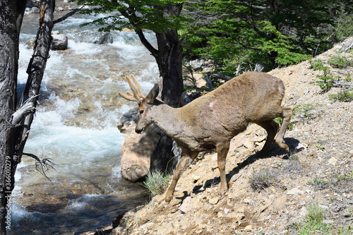 Male South Andean Deer  Hippocamelus bisulcus  in a rocky environment near a river  Aysen Region  Patagonia  Chile