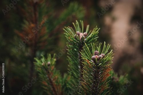 pine branches are green in a shallow depth of field in cloudy weather