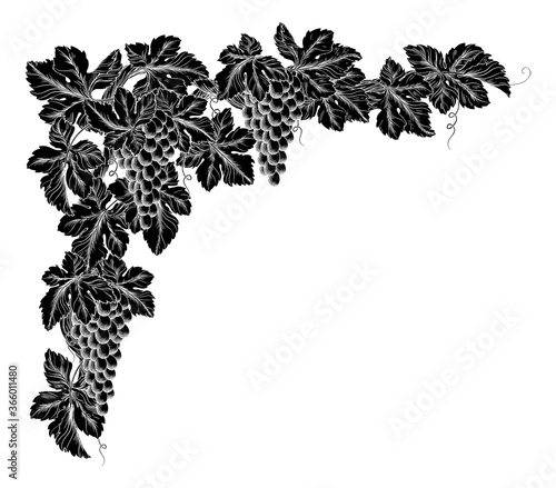 Bunches of grapes on a grape vine with leaves. Corner or border design element in a vintage woodcut etching style