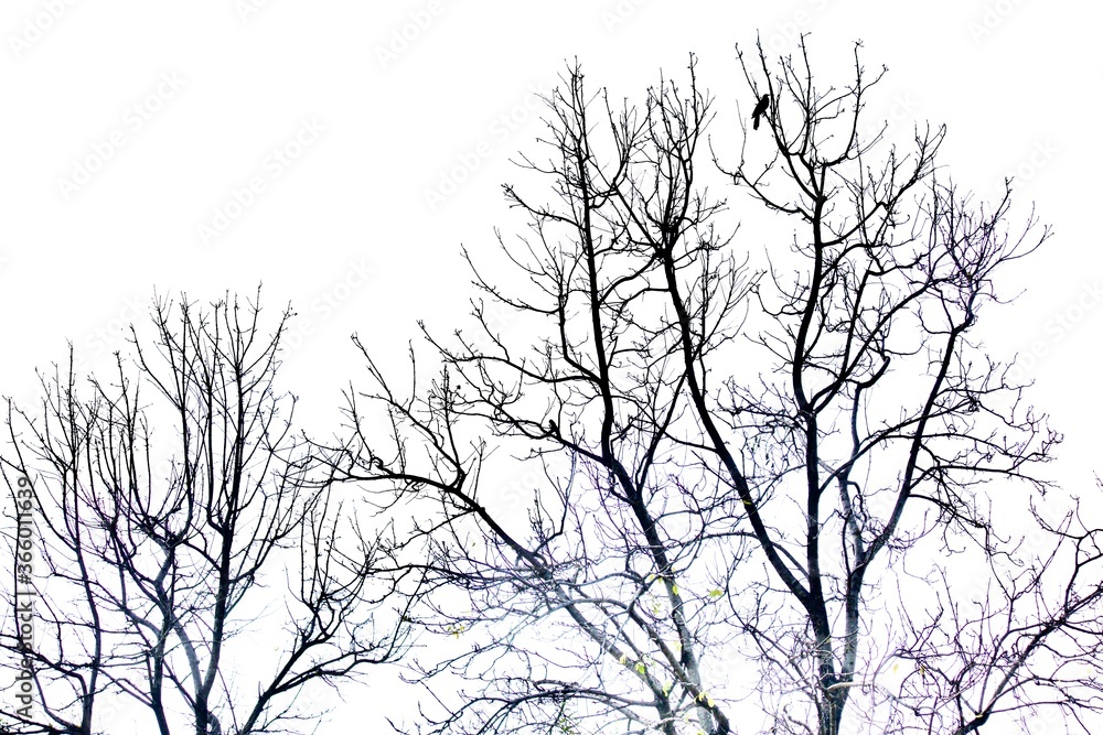 Fototapeta premium silhouette of a tree