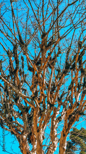 tree branches against blue sky (ID: 366011624)