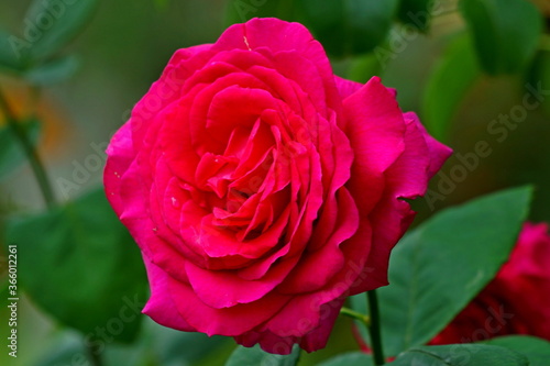 Wallpaper Mural pink rose in garden Torontodigital.ca