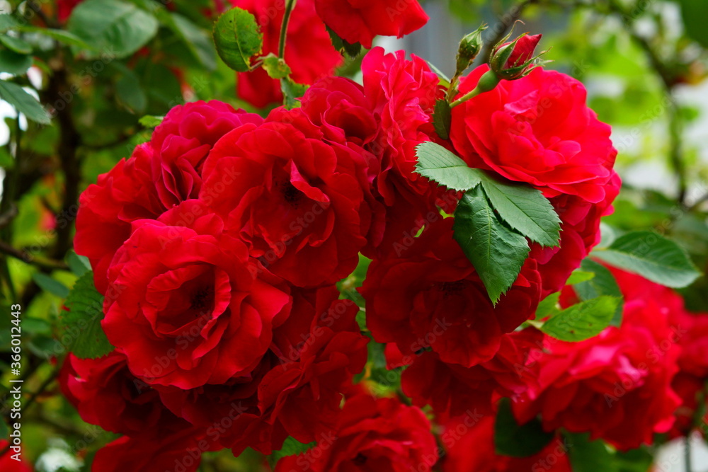 red roses in garden red roses in garden