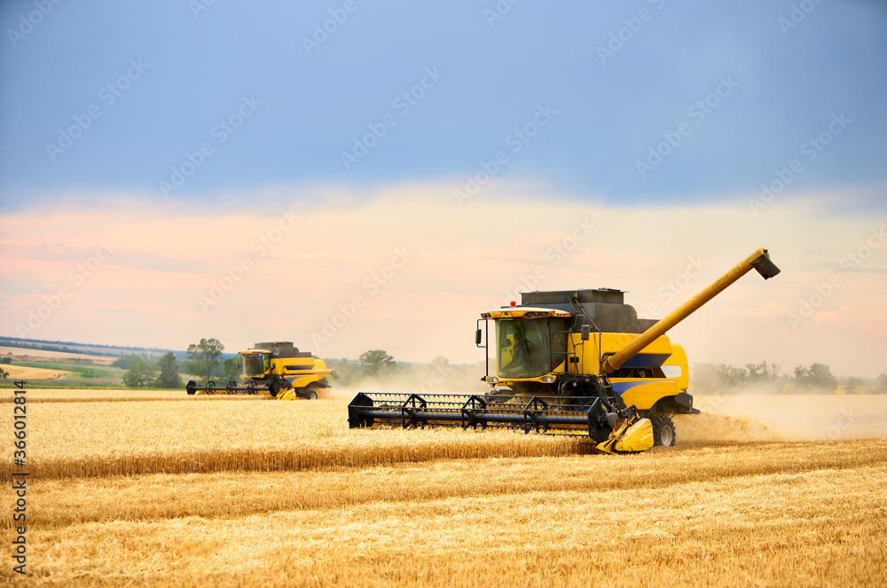 Fototapeta premium Combine harvesters working in wheat field with cloudy moody sky. Harvesting machine driver cutting crop in a farmland. Agriculture theme, harvesting season.