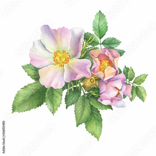 Принти на полотні Flowering pink dog rose (names: rosa canina, Japanese rugosa, sweet briar, eglantine), isolated on white background