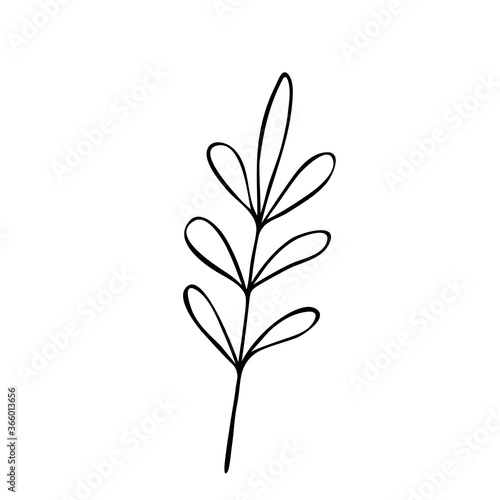 Hand drawn abstract floral sprig silhouette. Black and white outline vector illustration. Decorative branches. Spring and summer leaf icon. Doodle style.